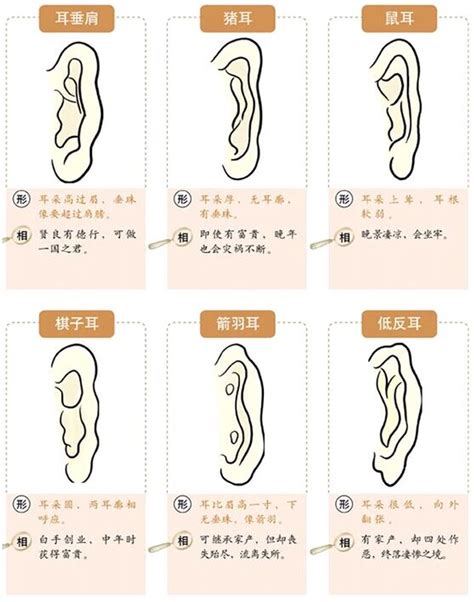 耳珠有紋面相|面相耳朵图解【最详细版】 – 杨易德全集官网